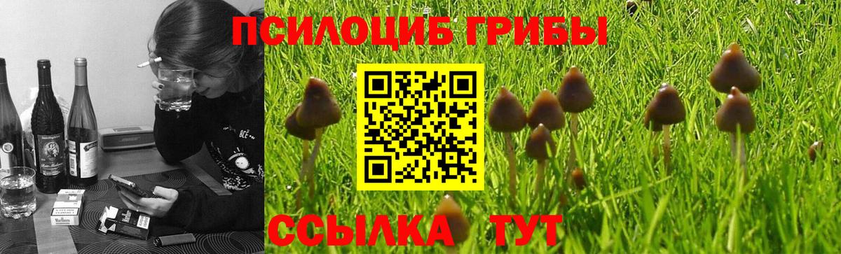 Галлюциногенные грибы Psilocybe Озёры